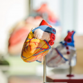 Czym jest scyntygrafia serca i naczyń?